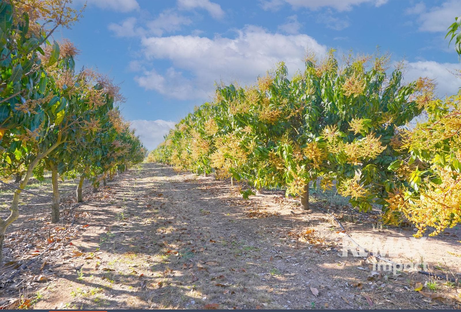 Mango trees on the property