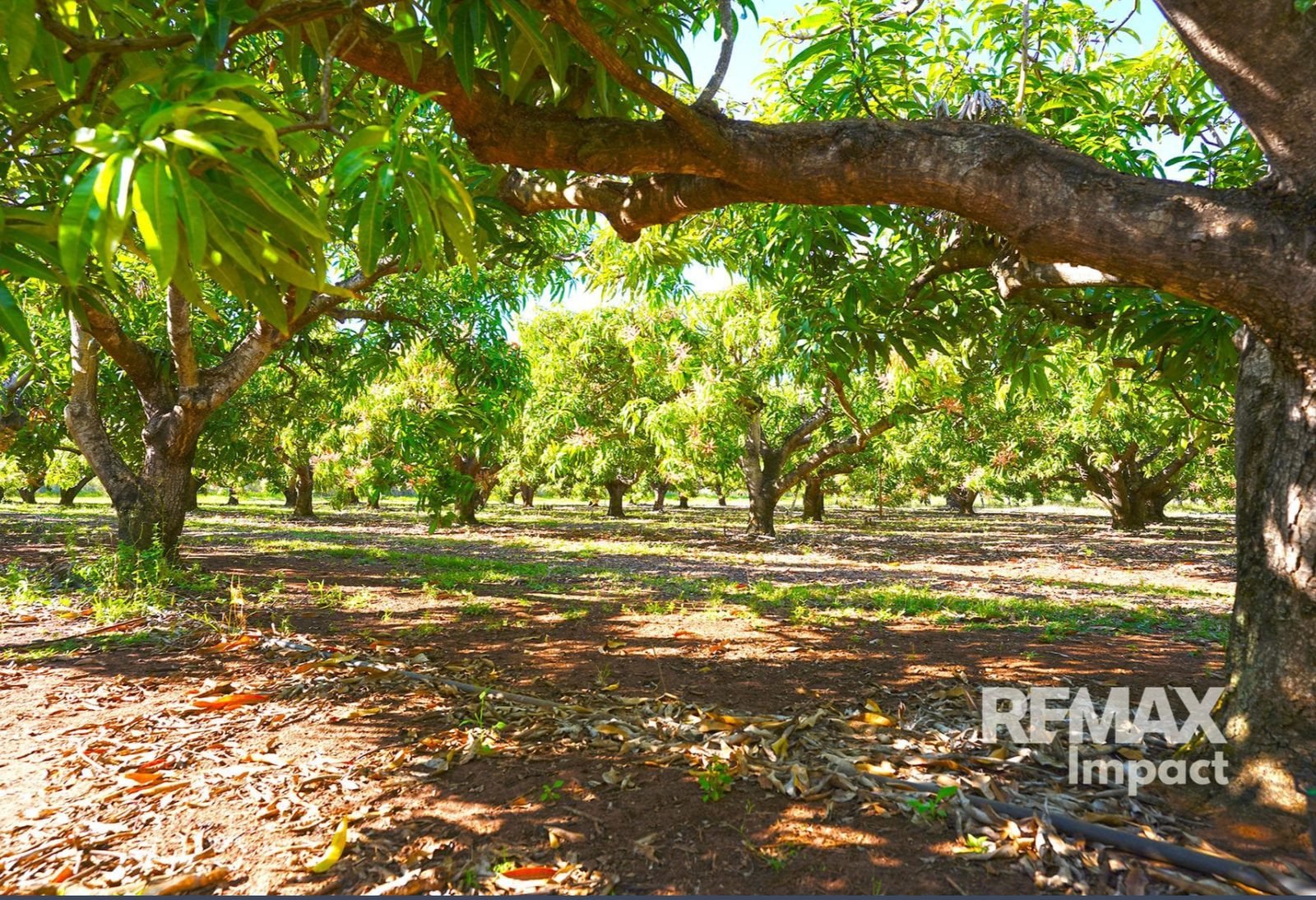 Orchard rows and irrigation
